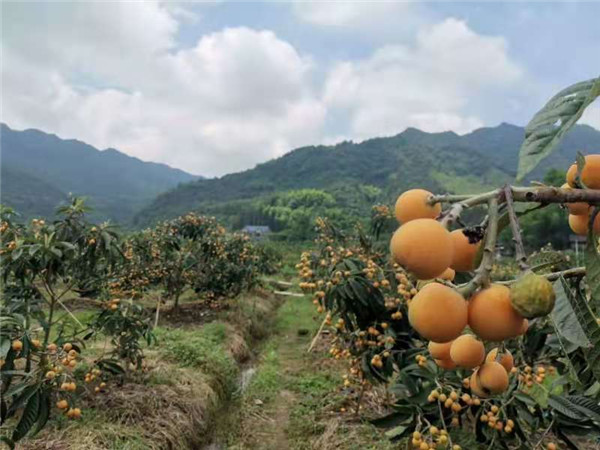 枇杷樹